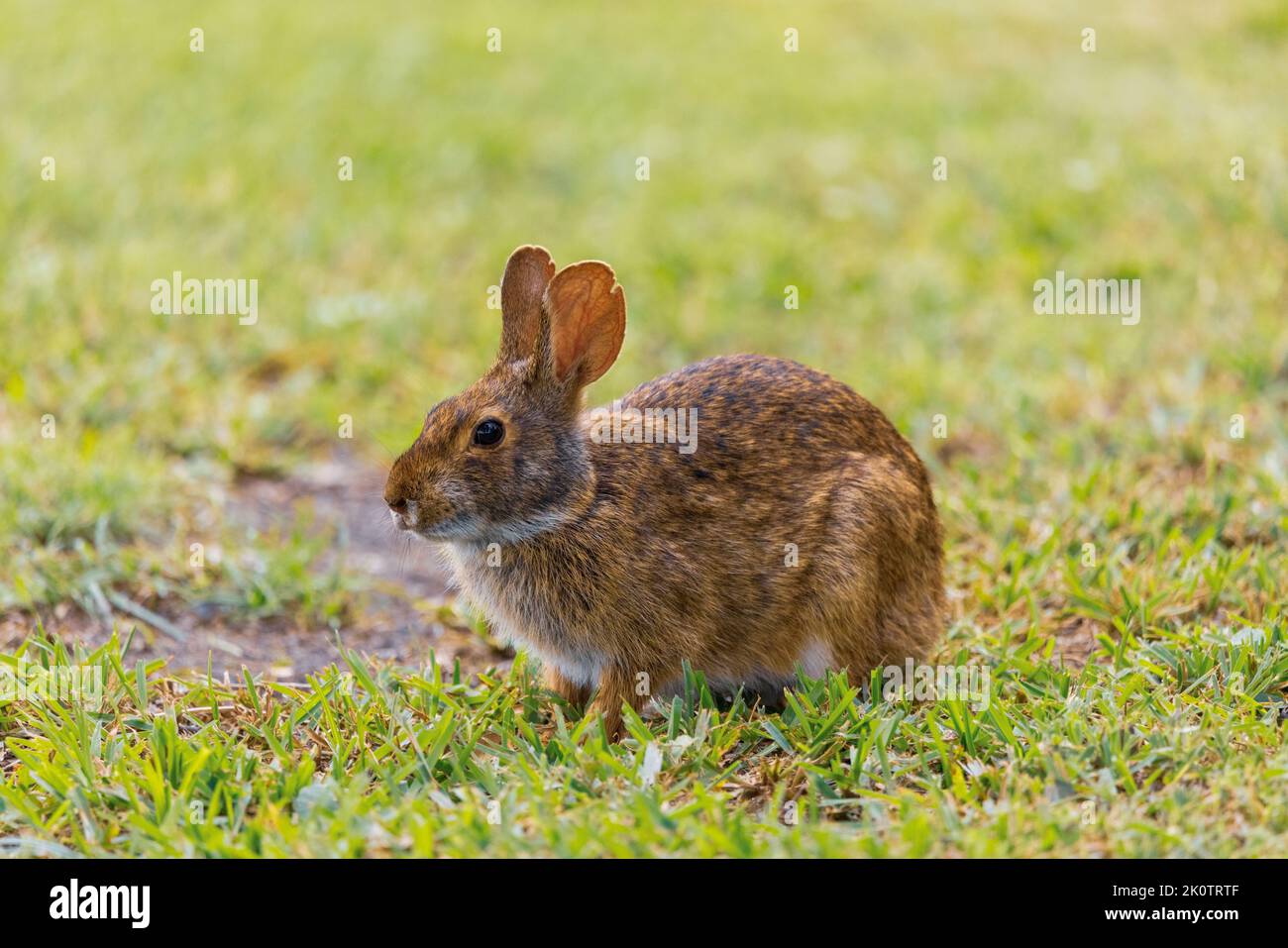 A wild brown rabbit on the grass in Surf City, North Carolina Stock ...