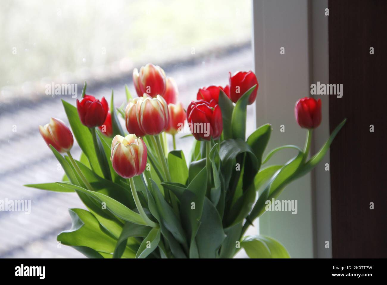 A bouquet of red tulips with lush green leaves by the window Stock ...