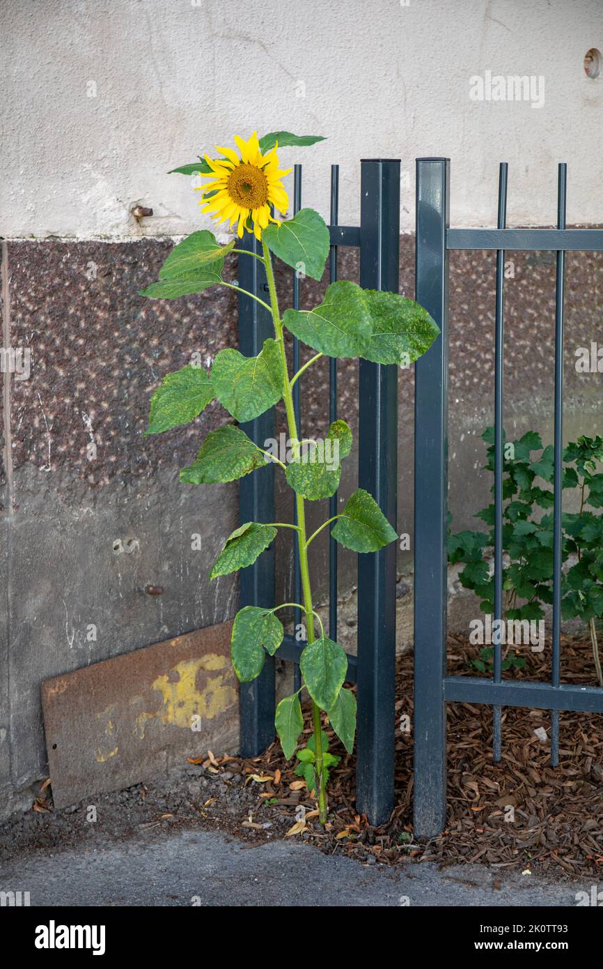 Stand-alone sunflower (Helianthus annuus) by sidewalk in Munkkiniemi district of Helsinki, Finland Stock Photo