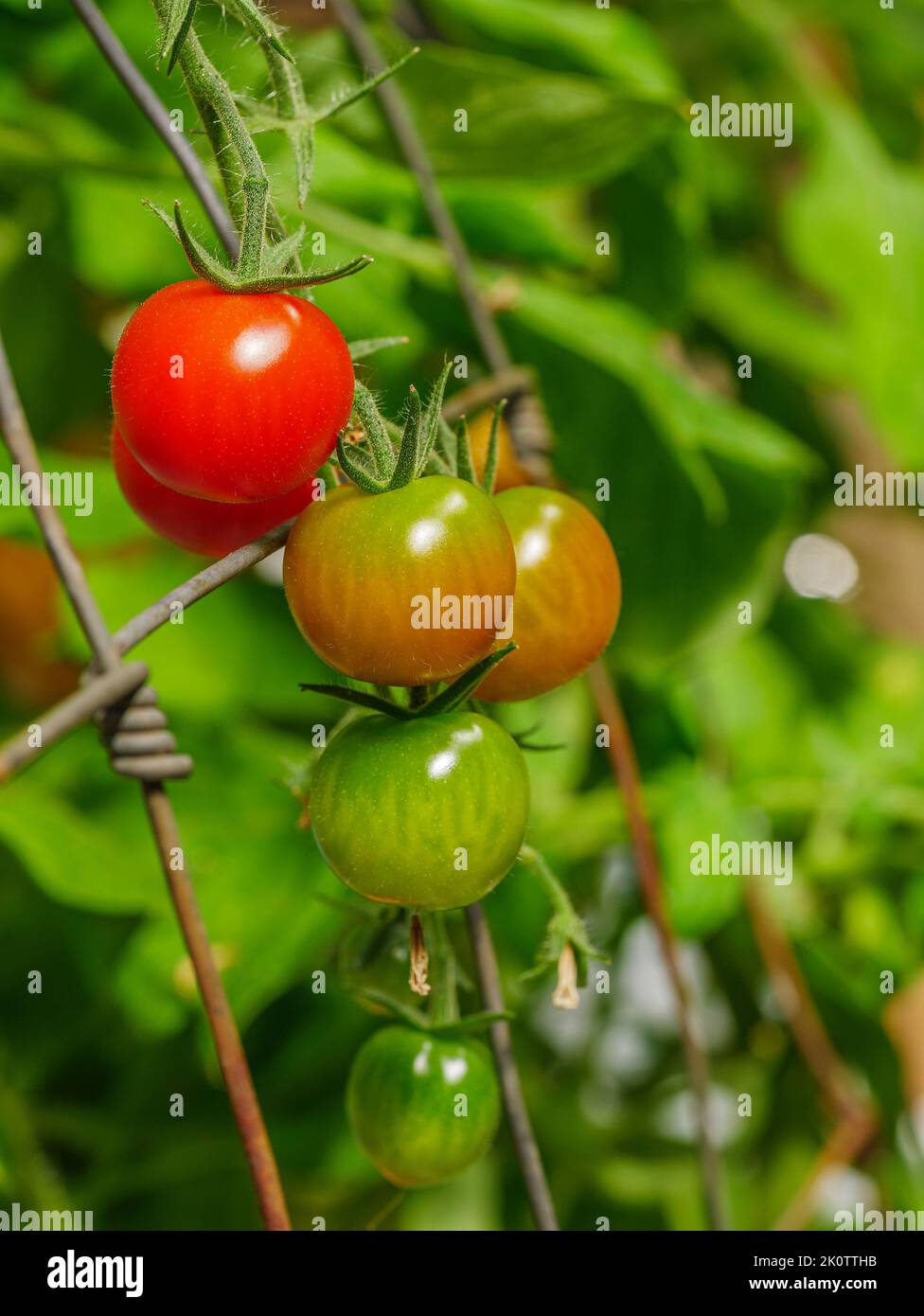 Cherry tomatoes ripening on the vine Stock Photo