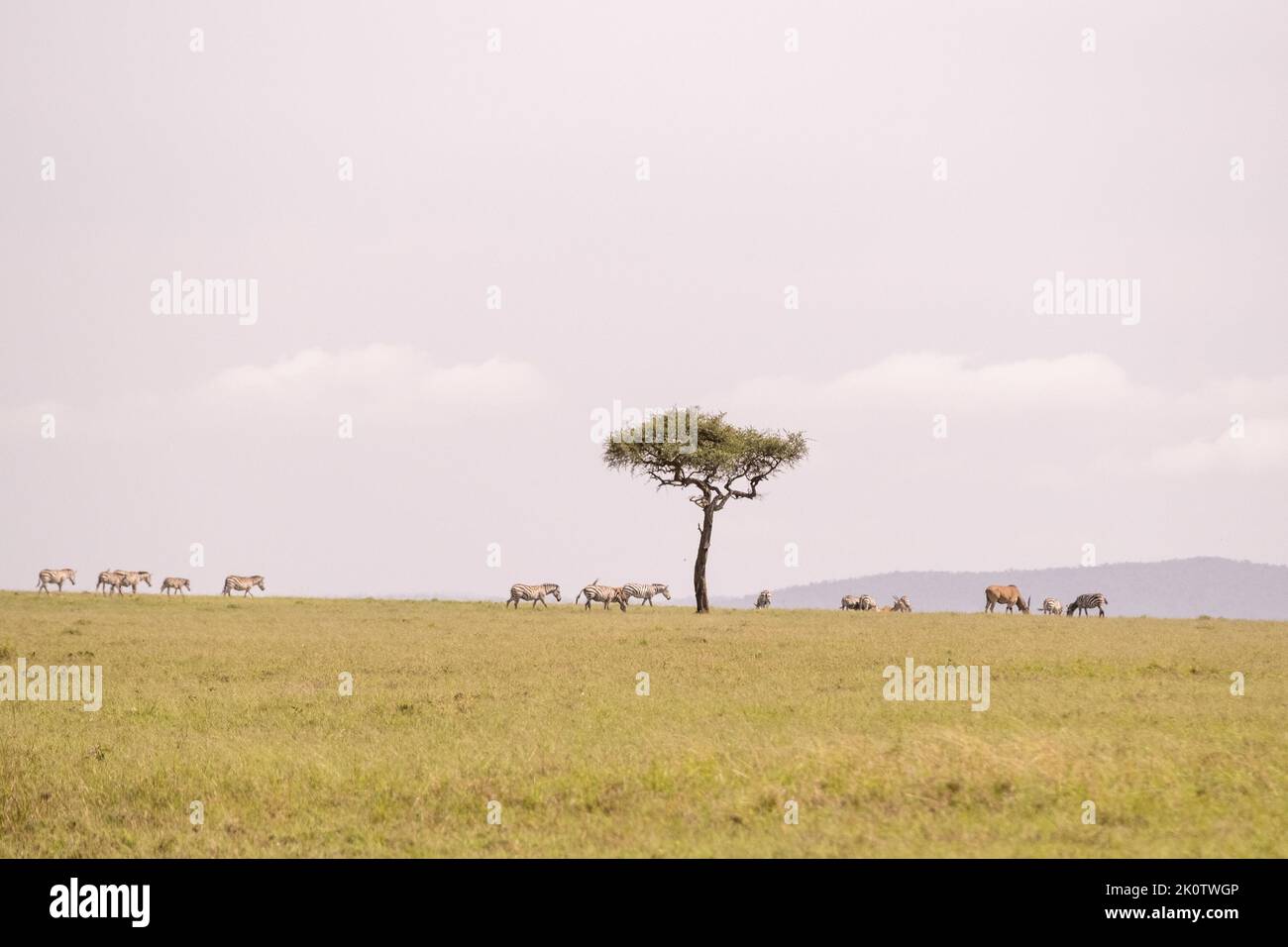 Kenya, Naibosho, 2022-02-15.  Zebra and antelope grazing on a plain. Photograph by Alexander BEE / Hans Lucas. Stock Photo
