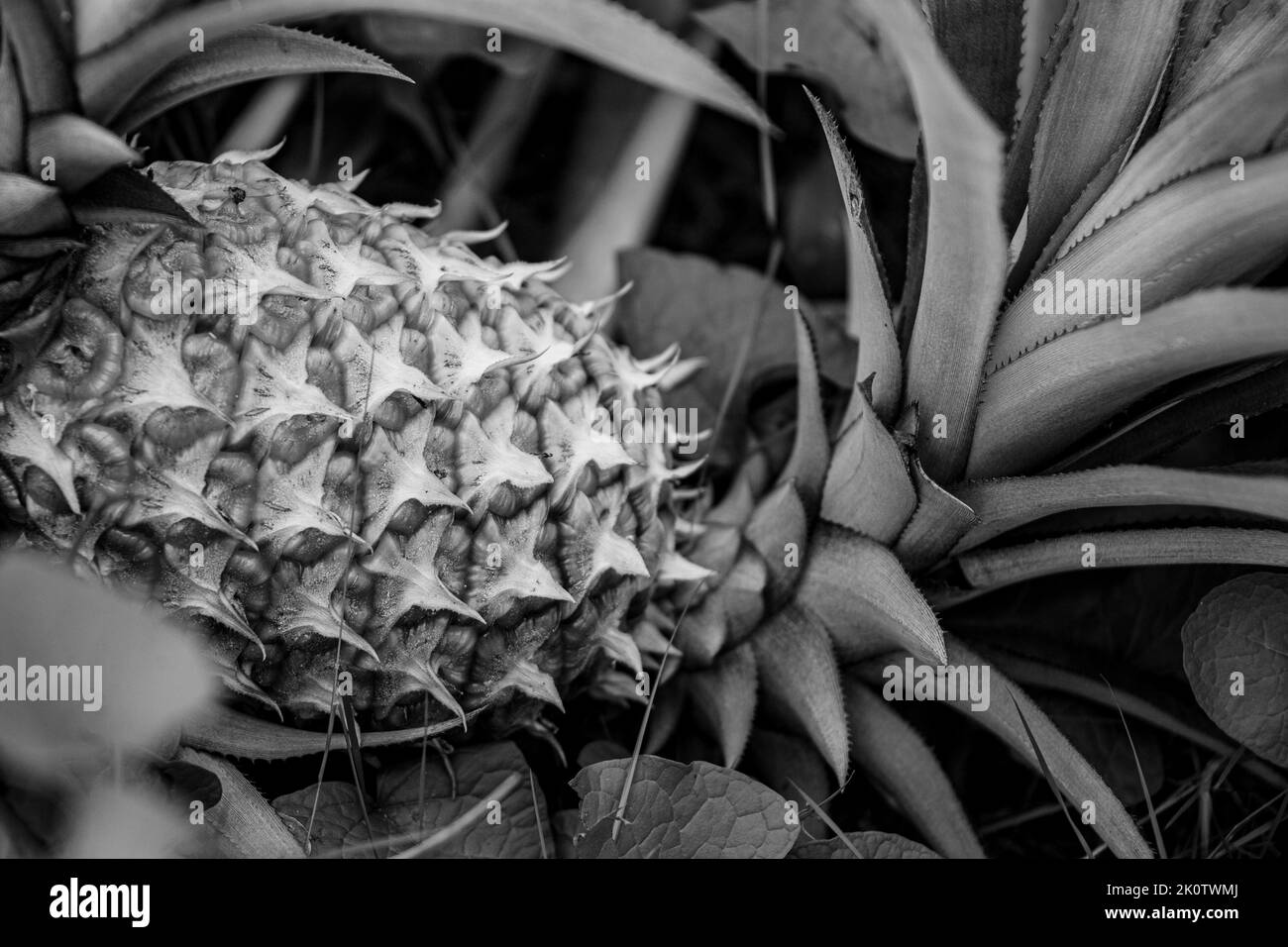 Philippines Cebu, 2022 Stock Photo Alamy