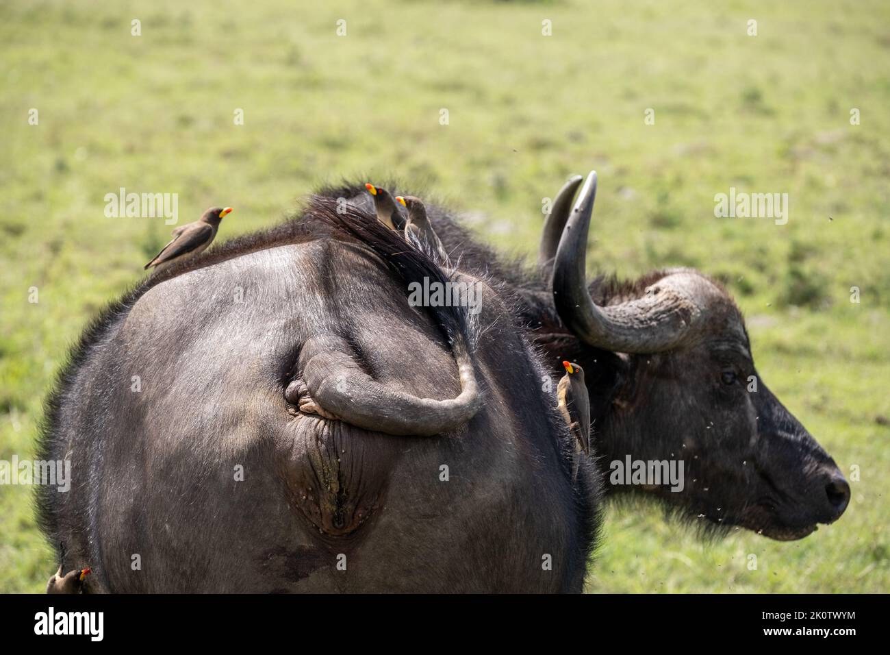 Kenya, Naibosho, 2022-02-15.  A buffalo grazes on a plain. Birds are on its back. Photograph by Alexander BEE / Hans Lucas. Stock Photo