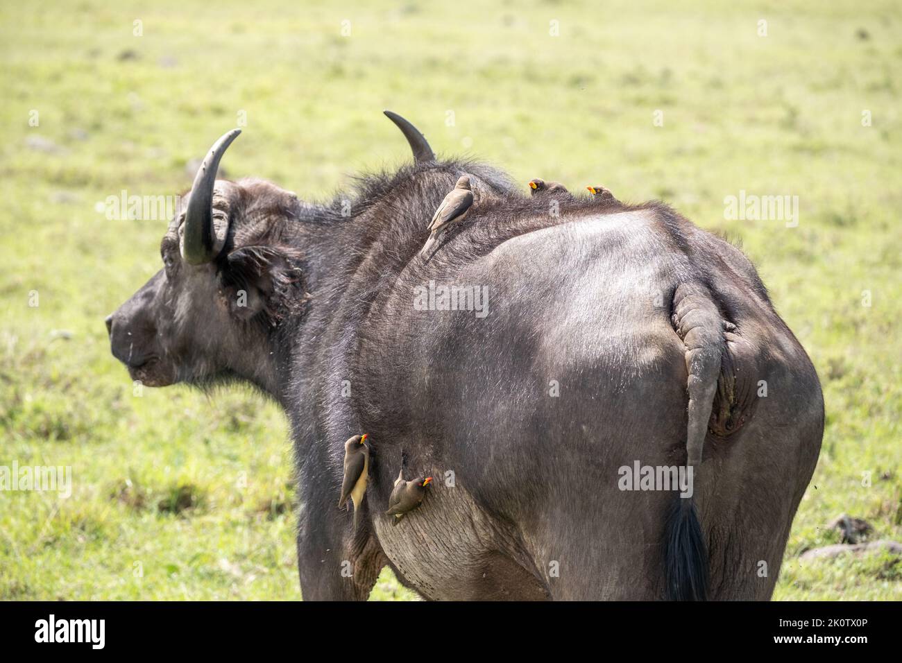 Kenya, Naibosho, 2022-02-15.  A buffalo grazes on a plain. Birds are on its back. Photograph by Alexander BEE / Hans Lucas. Stock Photo