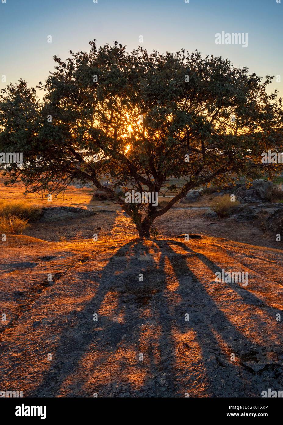 Silhouette of a tree at sunset in the natural monument of Los Barruecos, Cáceres, Spain. Stock Photo