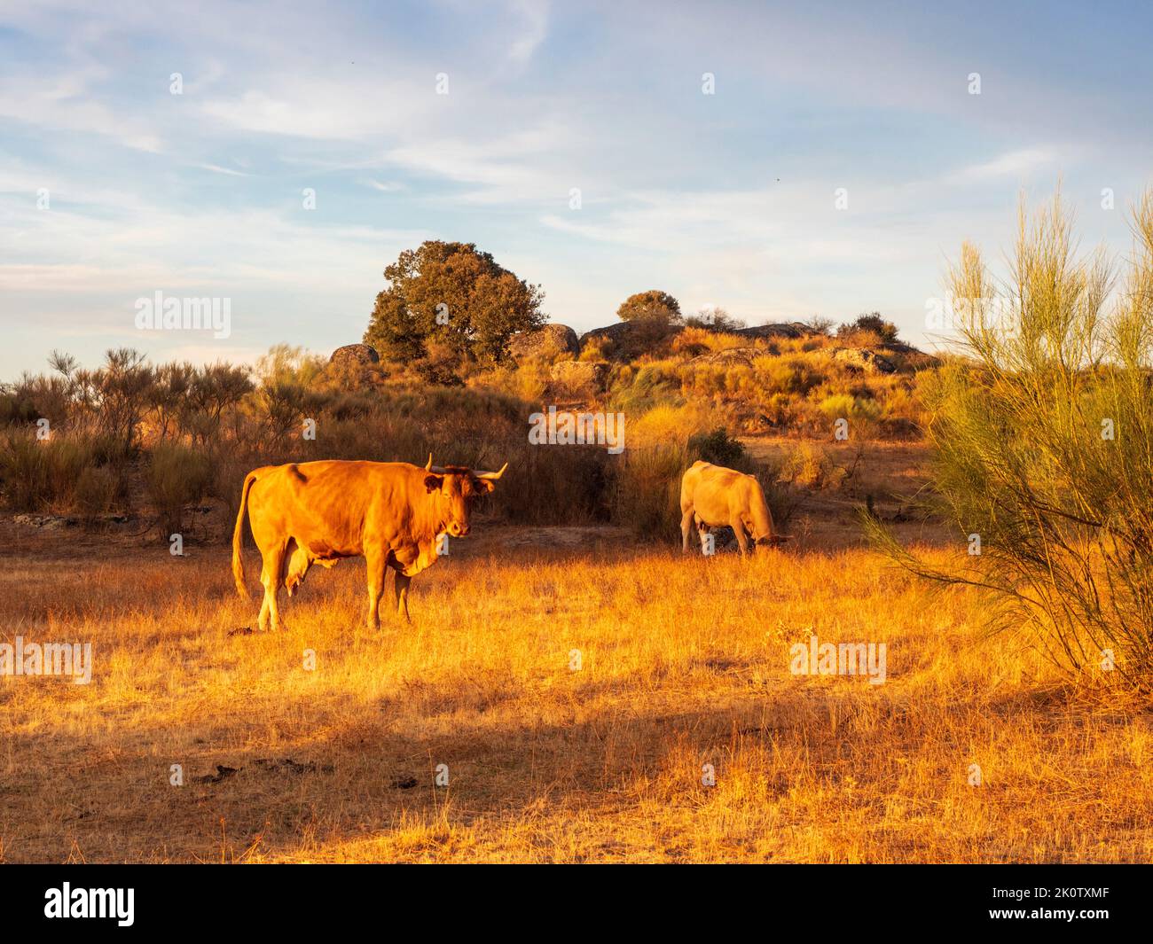 Cattle at sunset in Los Barruecos, Cáceres, Spain Stock Photo