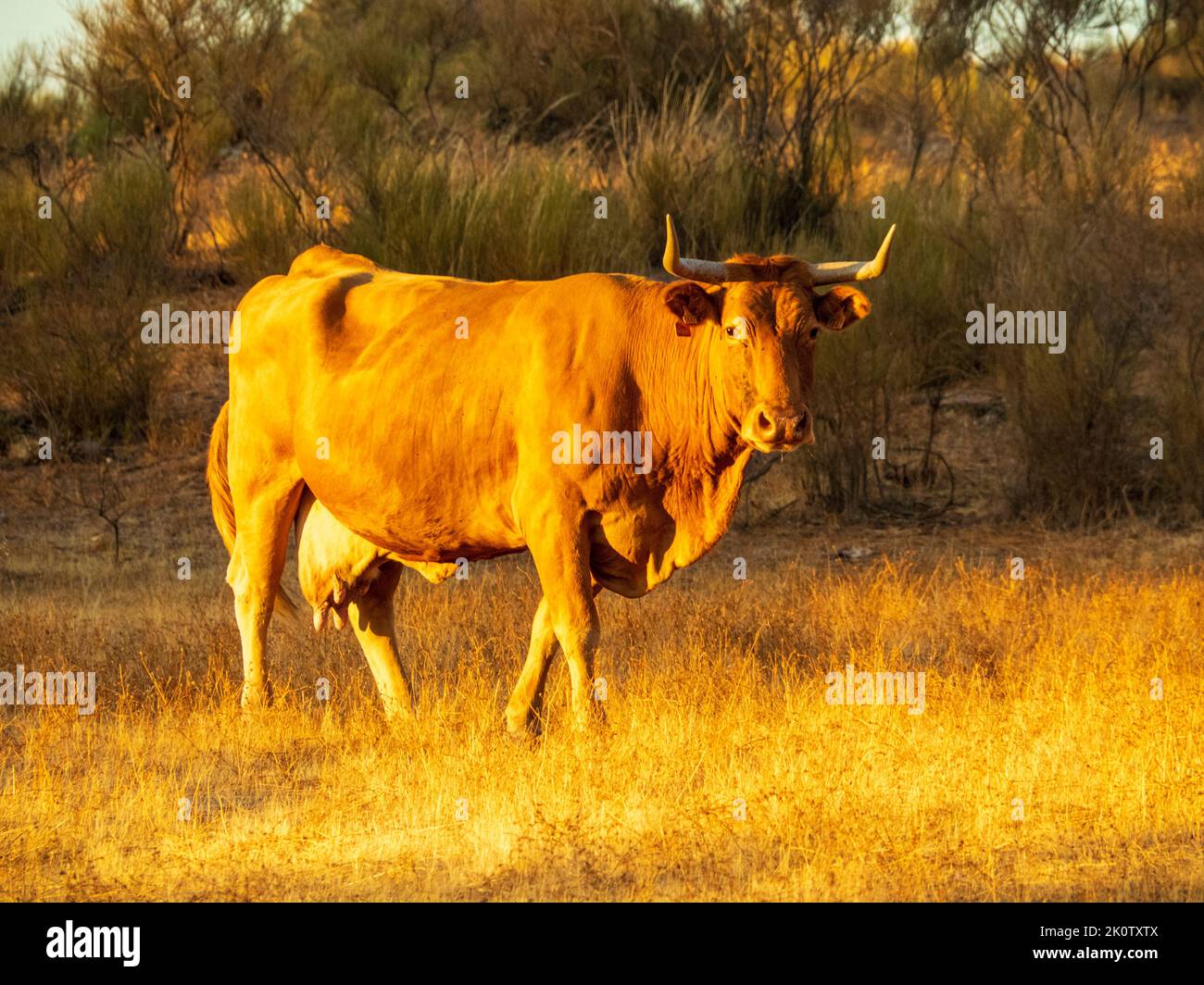 Cattle at sunset in Los Barruecos, Cáceres, Spain Stock Photo