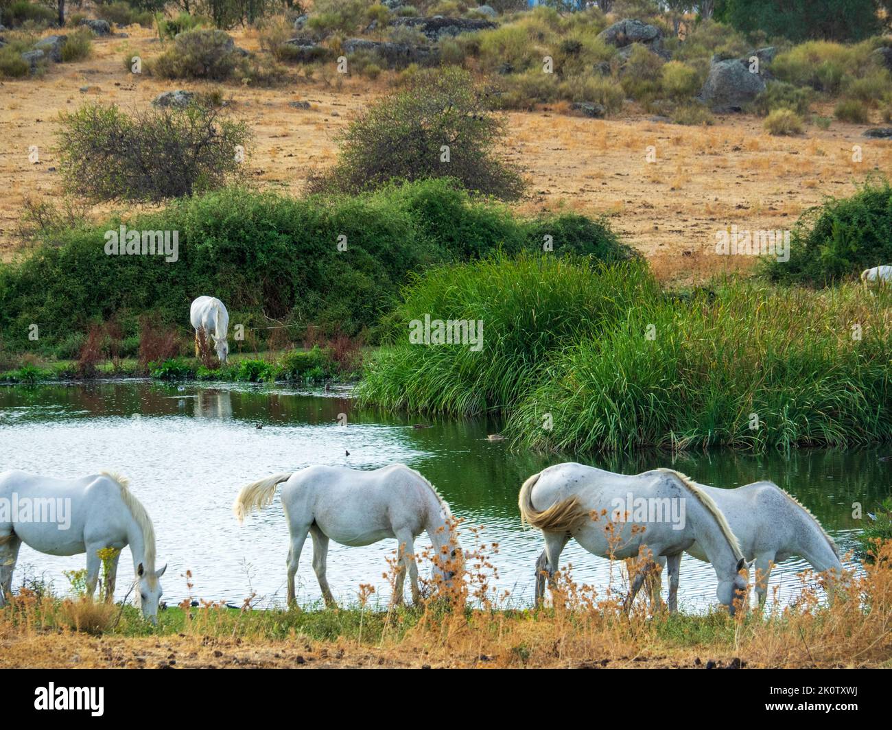 Horses grazing freely in the natural park of Los Barruecos (Cáceres, Spain). Stock Photo