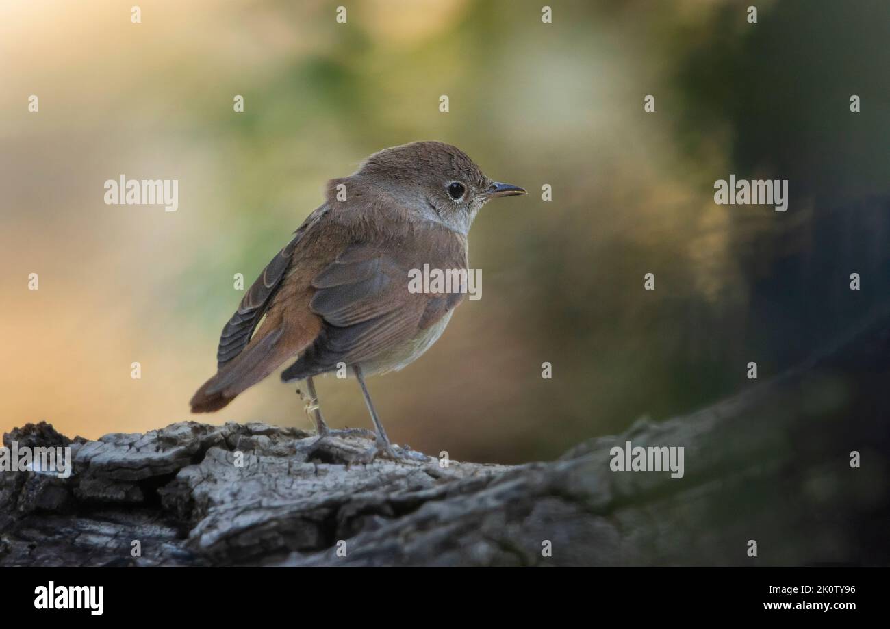 Young specimen of black redstart (Phoenicurus ochruros). Stock Photo