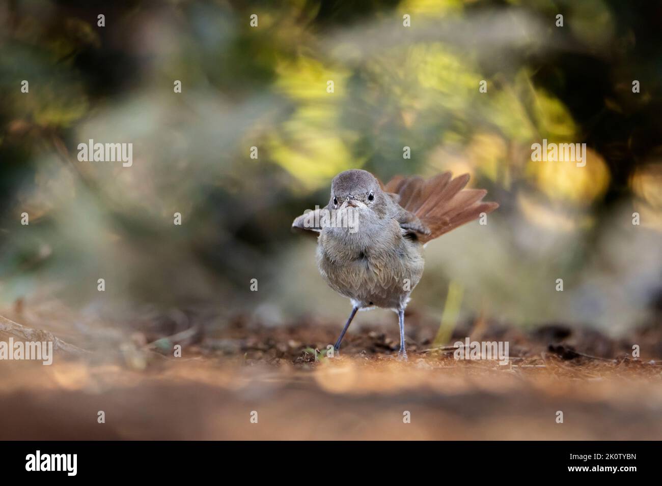 Young specimen of black redstart (Phoenicurus ochruros). Stock Photo