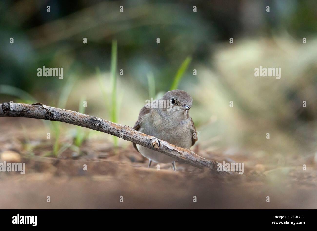 Young specimen of black redstart (Phoenicurus ochruros). Stock Photo
