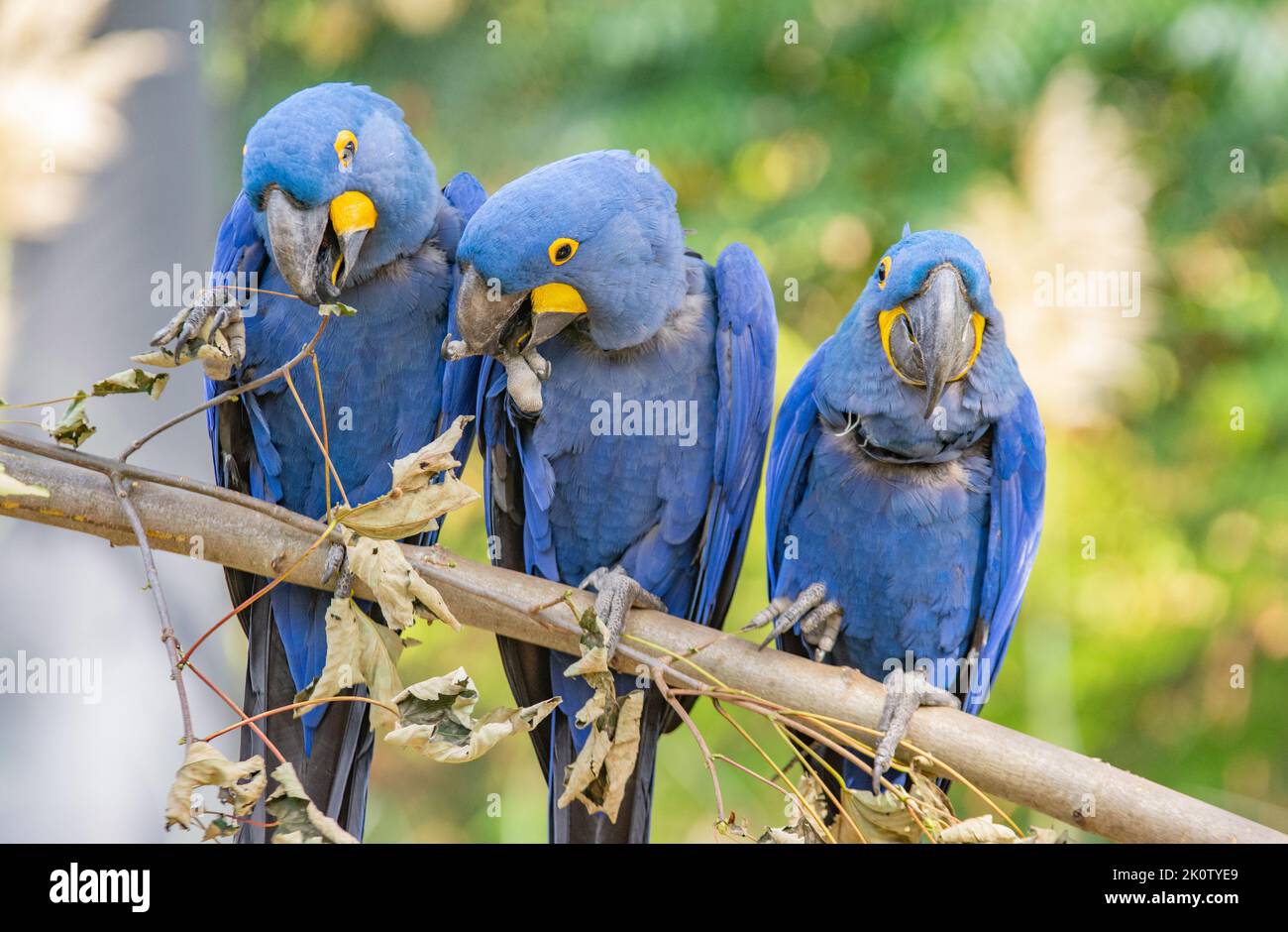 The hyacinth macaw is a blue-eyed parrot endemic to South America. With a weight of up to 1.3 kg and a length of up to one meter, the hyacinth macaw i Stock Photo