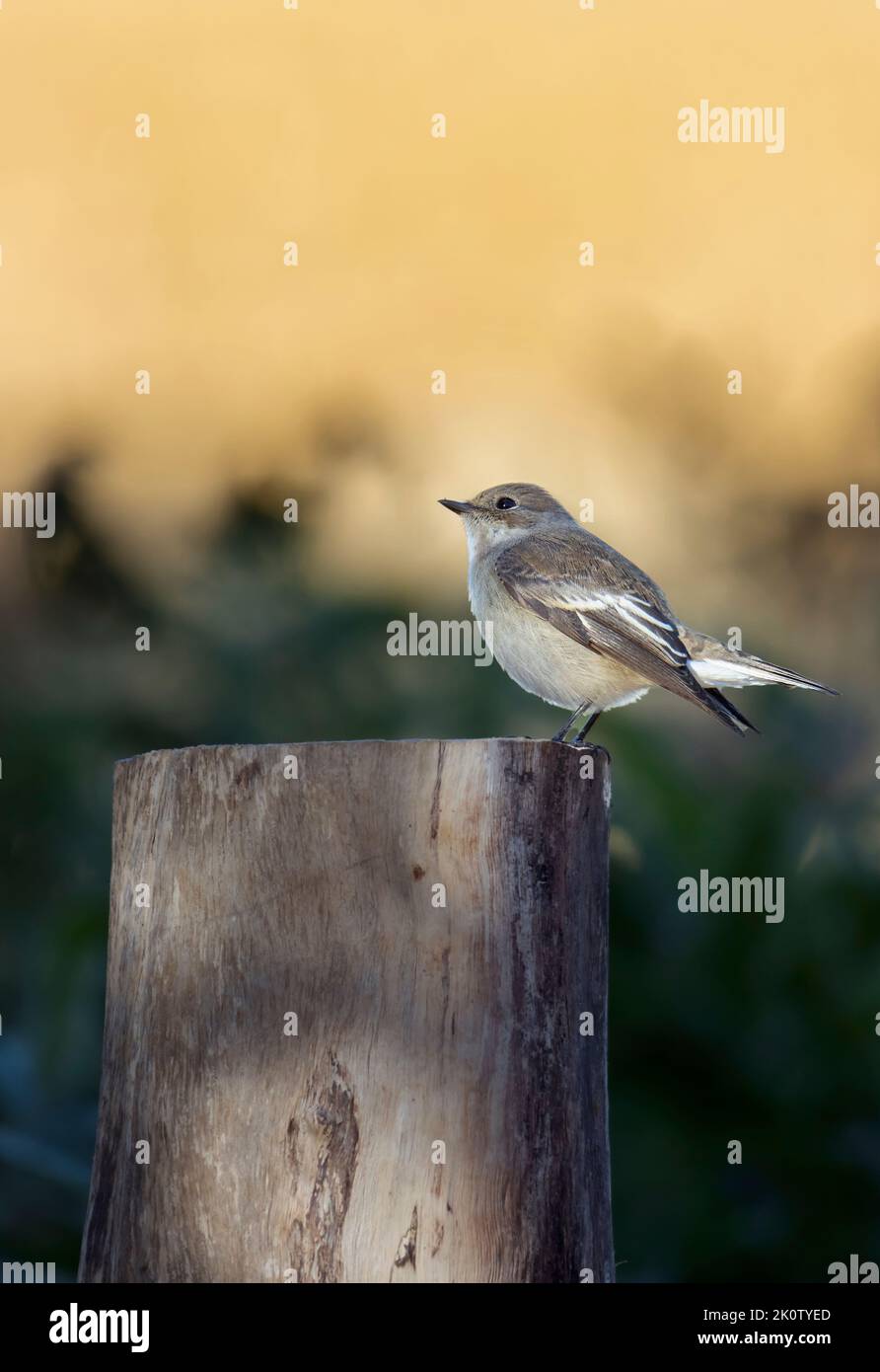 European flied flycatcher (Fycedula hypoleuca). Stock Photo