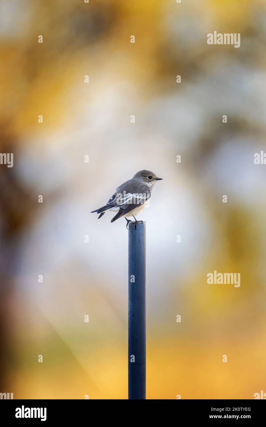 European flied flycatcher (Fycedula hypoleuca). Stock Photo
