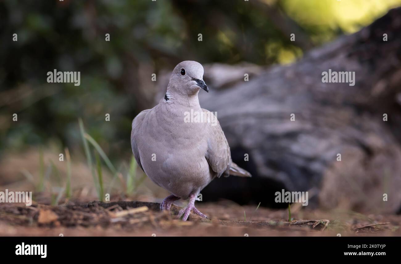 Eurasian collared dove Stock Photo Alamy