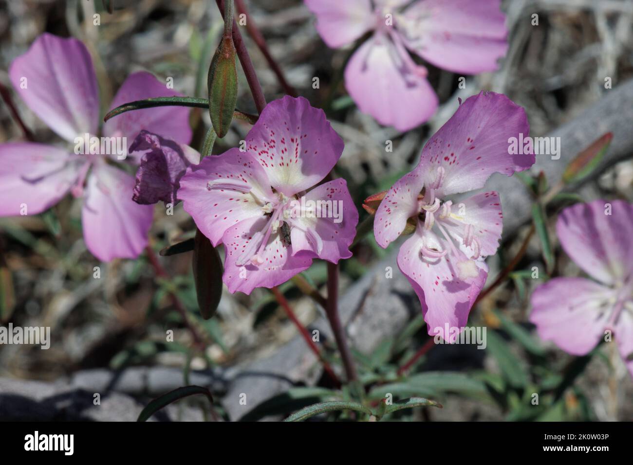 Pink flowering raceme inflorescences of Clarkia Bottae, Onagraceae, native annual in the San Rafael Mountains, Springtime. Stock Photo