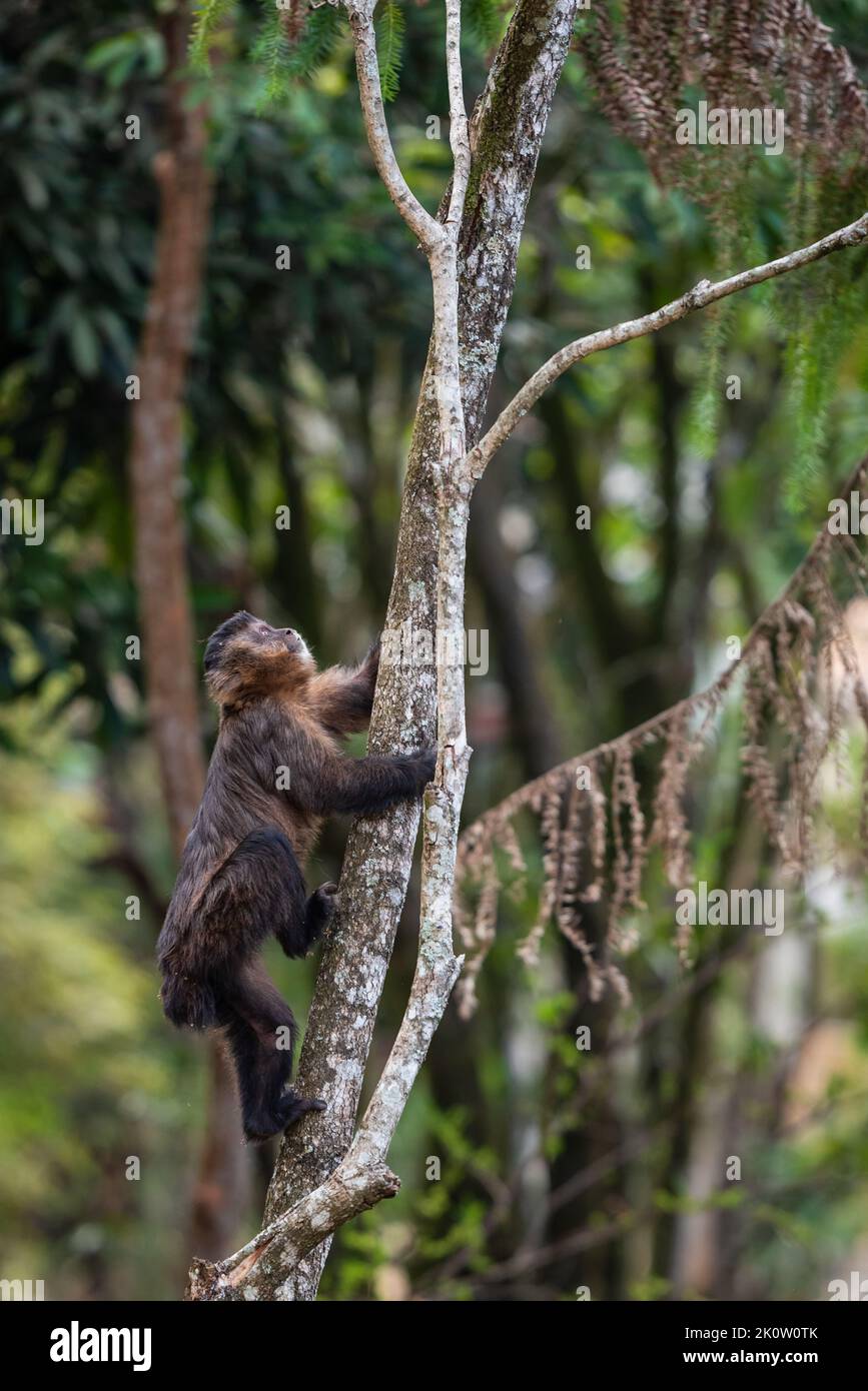 Tufted capuchin monkey (Sapajus apella), AKA macaco-prego into the wild in  Brazil Stock Photo - Alamy