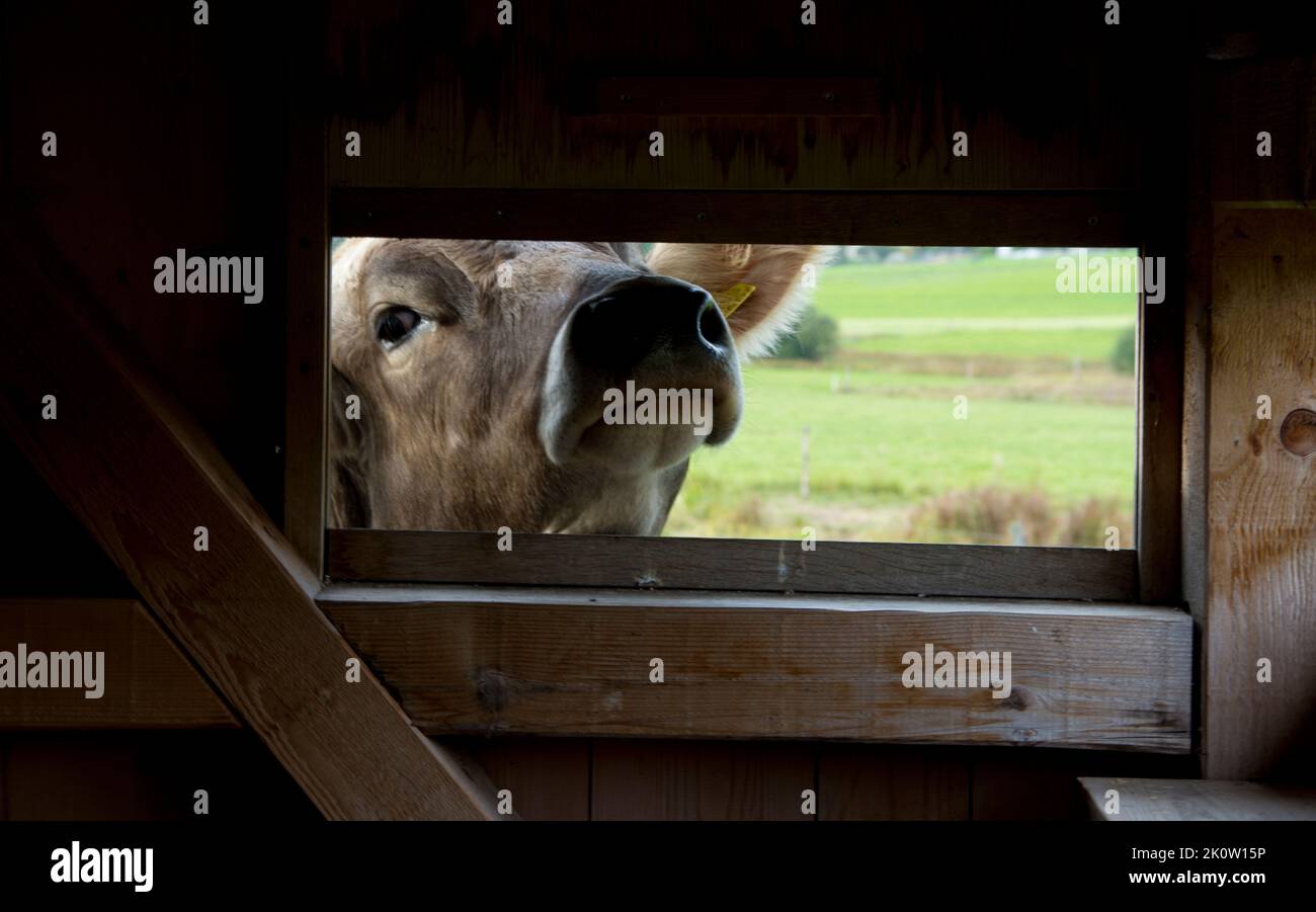 Neugierige Kühe im Schweizer Jura Stock Photo