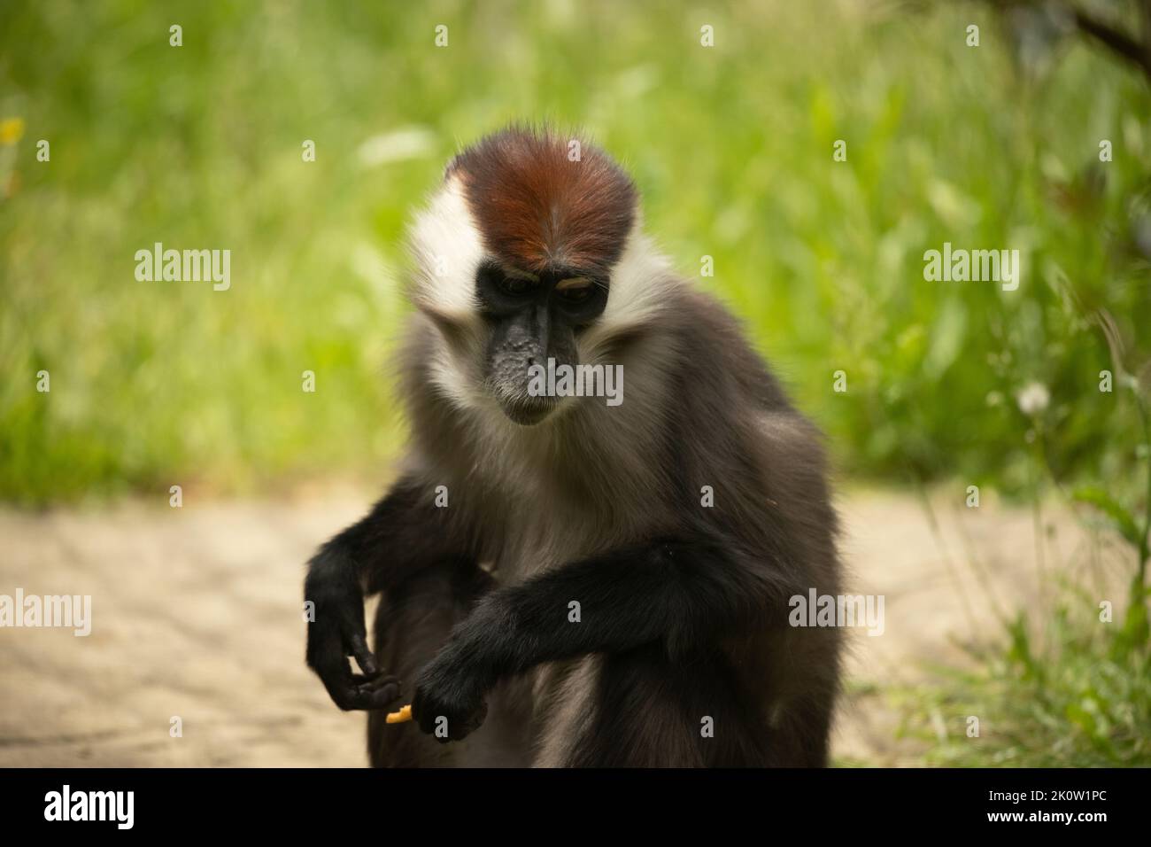 Cherry Crowned Collared Mangabey Monkey relaxing and yawning outside Stock Photo