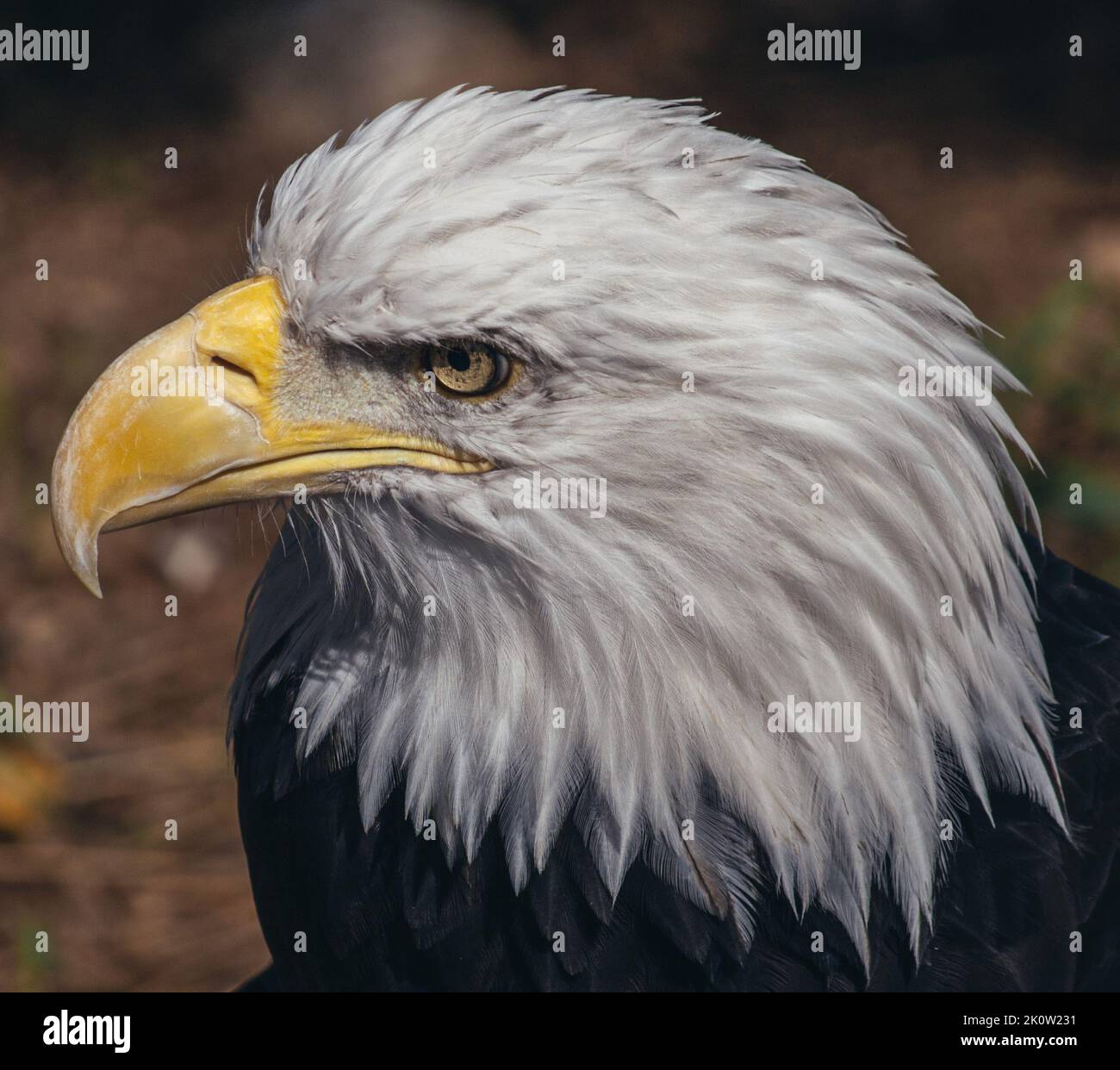 Eagle staring hi-res stock photography and images - Alamy