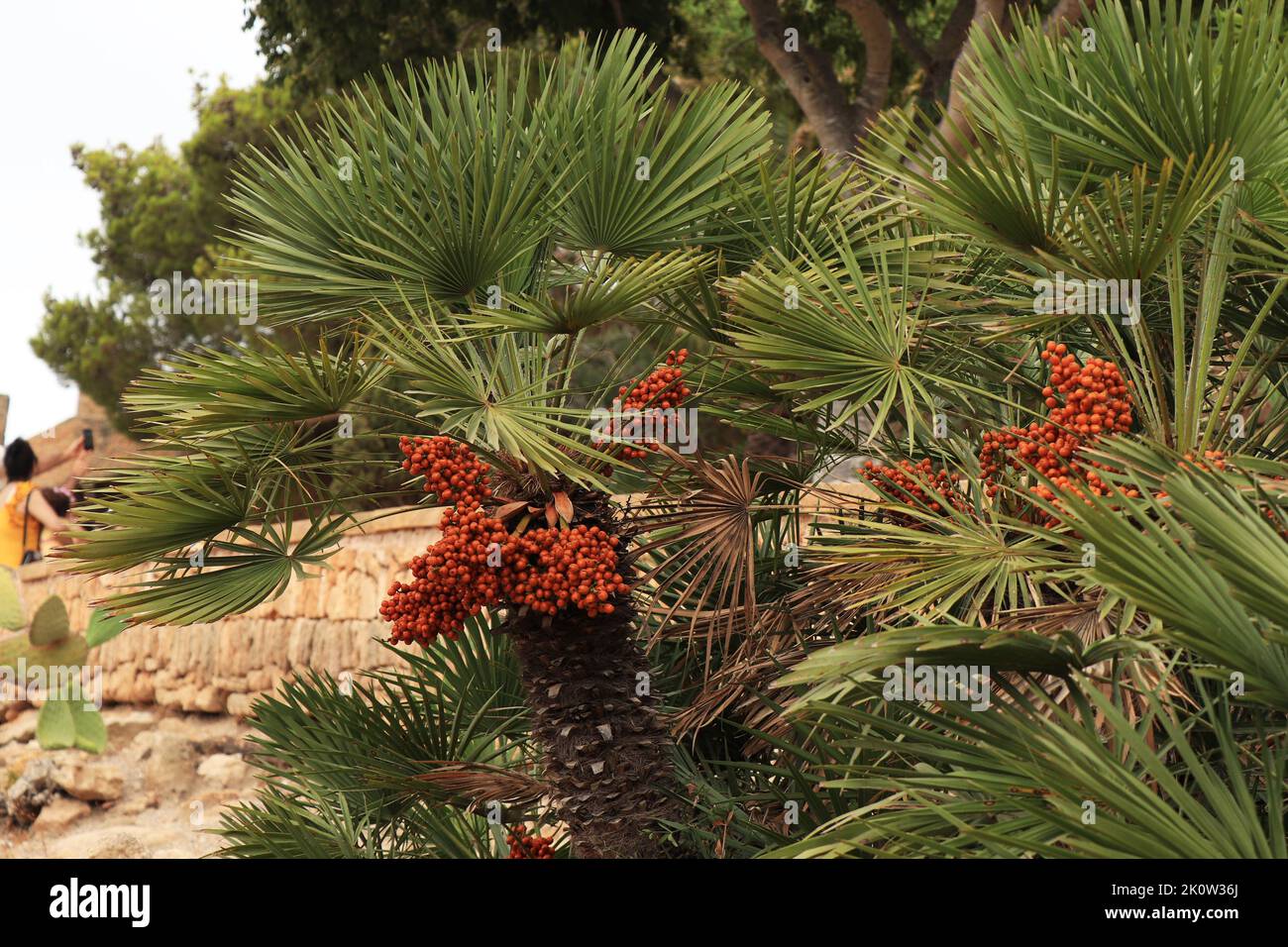 Mediterranean Fan Palm. Leaves and fruit of Chamaerops humilis palms. Stock Photo