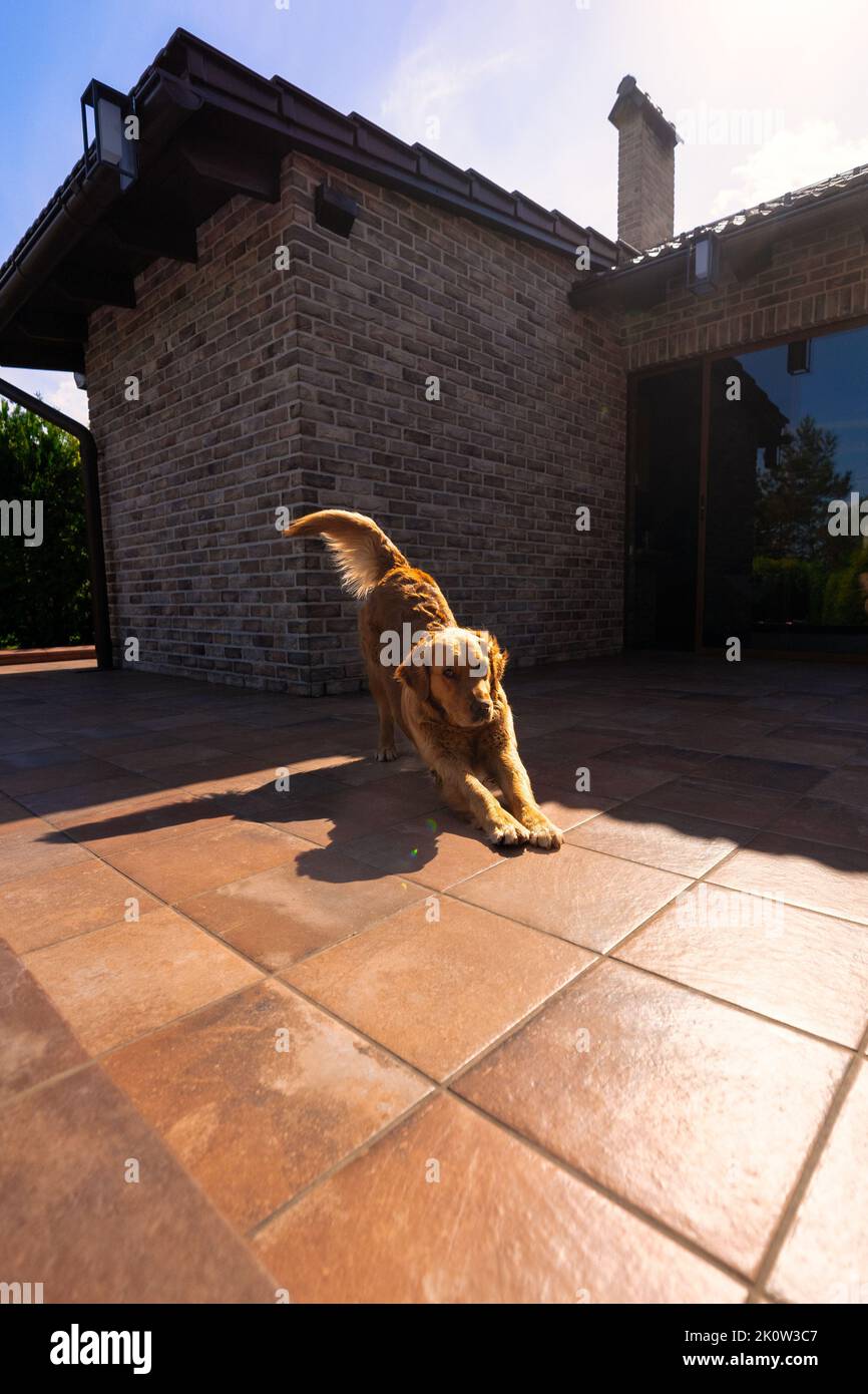 Golden retriever stretching hi-res stock photography and images - Alamy