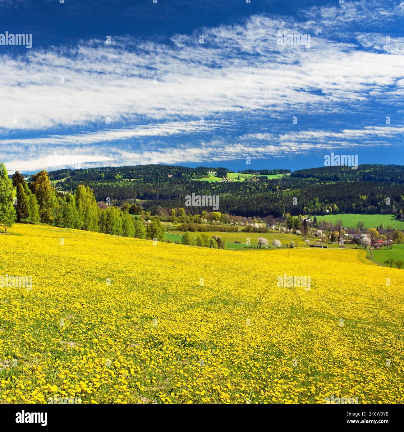 yellow flowering meadow full of dandelion, springtime view from Bohemian-moravian highlands, Czech Republic Stock Photo