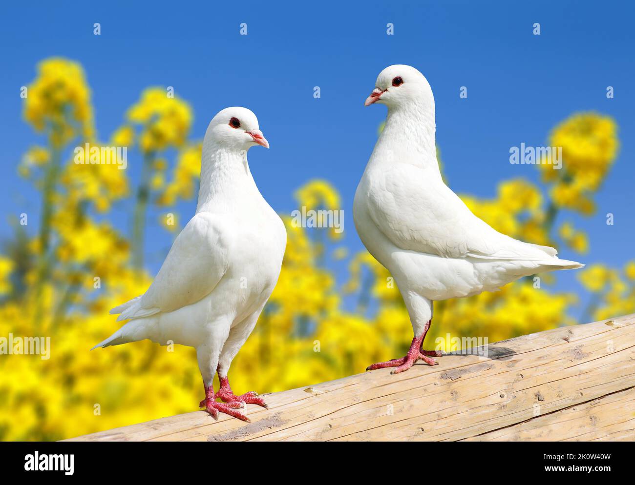 Beautiful view of two white pigeons on perch with yellow flowering rapeseed background and blue sky, imperial pigeon, ducula Stock Photo