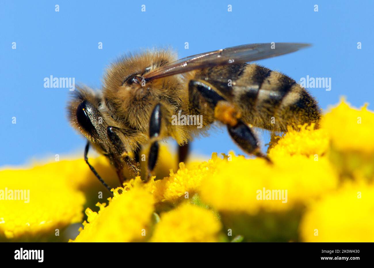 detail of bee or honeybee in Latin Apis Mellifera, european or western honey bee pollinated of yellow flower isolated on blue sky background Stock Photo