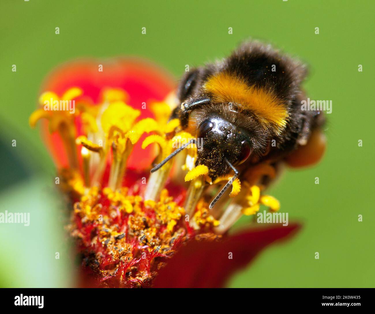 detail of bumblebee or bumble bee pollinated of yellow and red flower Stock Photo