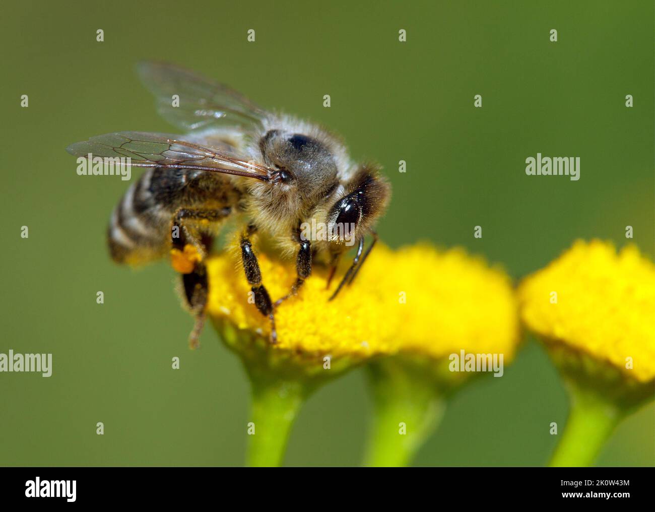 detail of bee or honeybee in Latin Apis Mellifera, european or western honey bee pollinated of the yellow flower Stock Photo