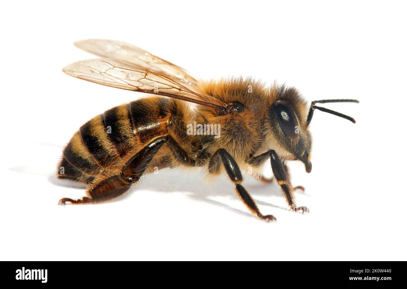 detail of bee or honeybee in Latin Apis Mellifera, european or western honey bee isolated on the white background, golden honeybee Stock Photo