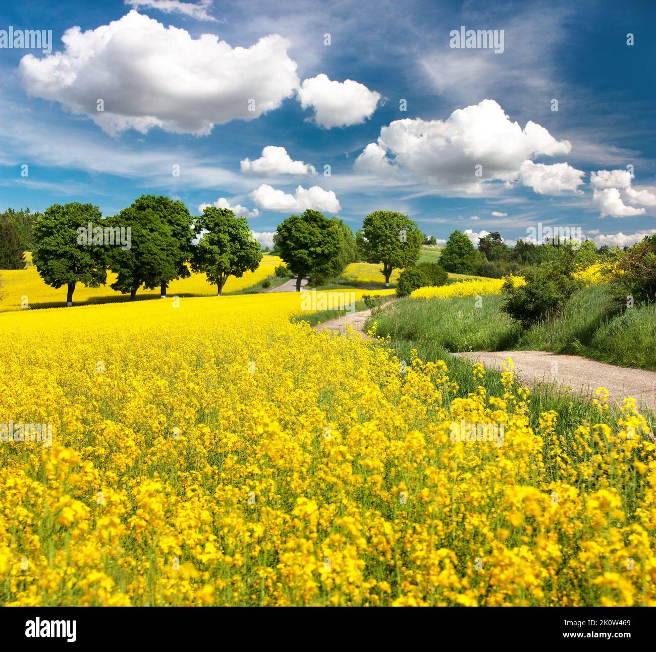 Field of rapeseed, canola or colza in Latin Brassica napus with rural road, alley and beautiful cloudy sky, rape seed is plant for green energy and oi Stock Photo