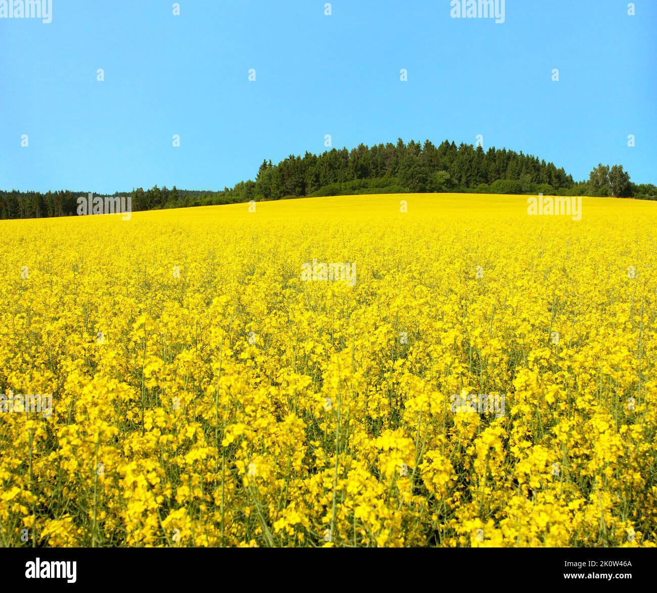 golden field of flowering rapeseed, canola or colza, brassica napus, plant for green energy and oil industry Stock Photo