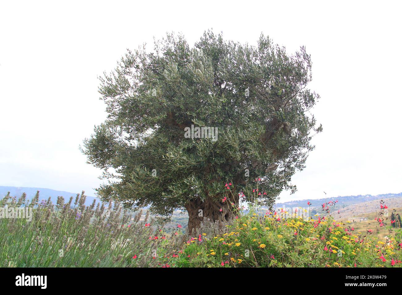 Symbol of lebanon hires stock photography and images Alamy