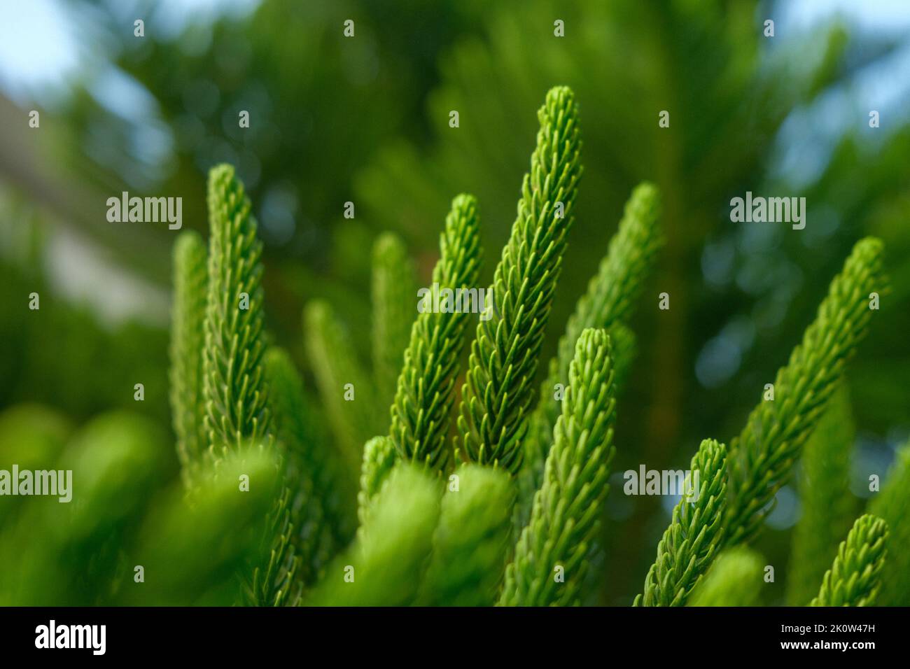 A closeup shot of Norfolk island pine (Araucaria heterophylla) Stock Photo
