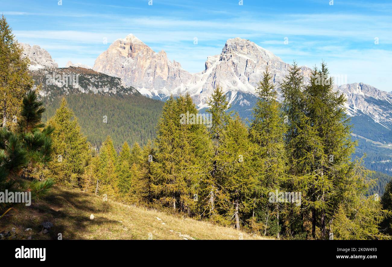 Larch wood and Le Tofane Gruppe, Dolomiti, Italy Stock Photo