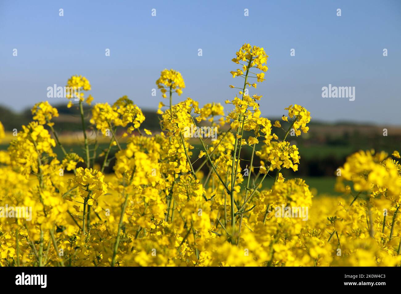 detail of flowering rapeseed canola or colza in latin Brassica Napus, plant for green energy and oil industry, rape seed on blue sky background Stock Photo