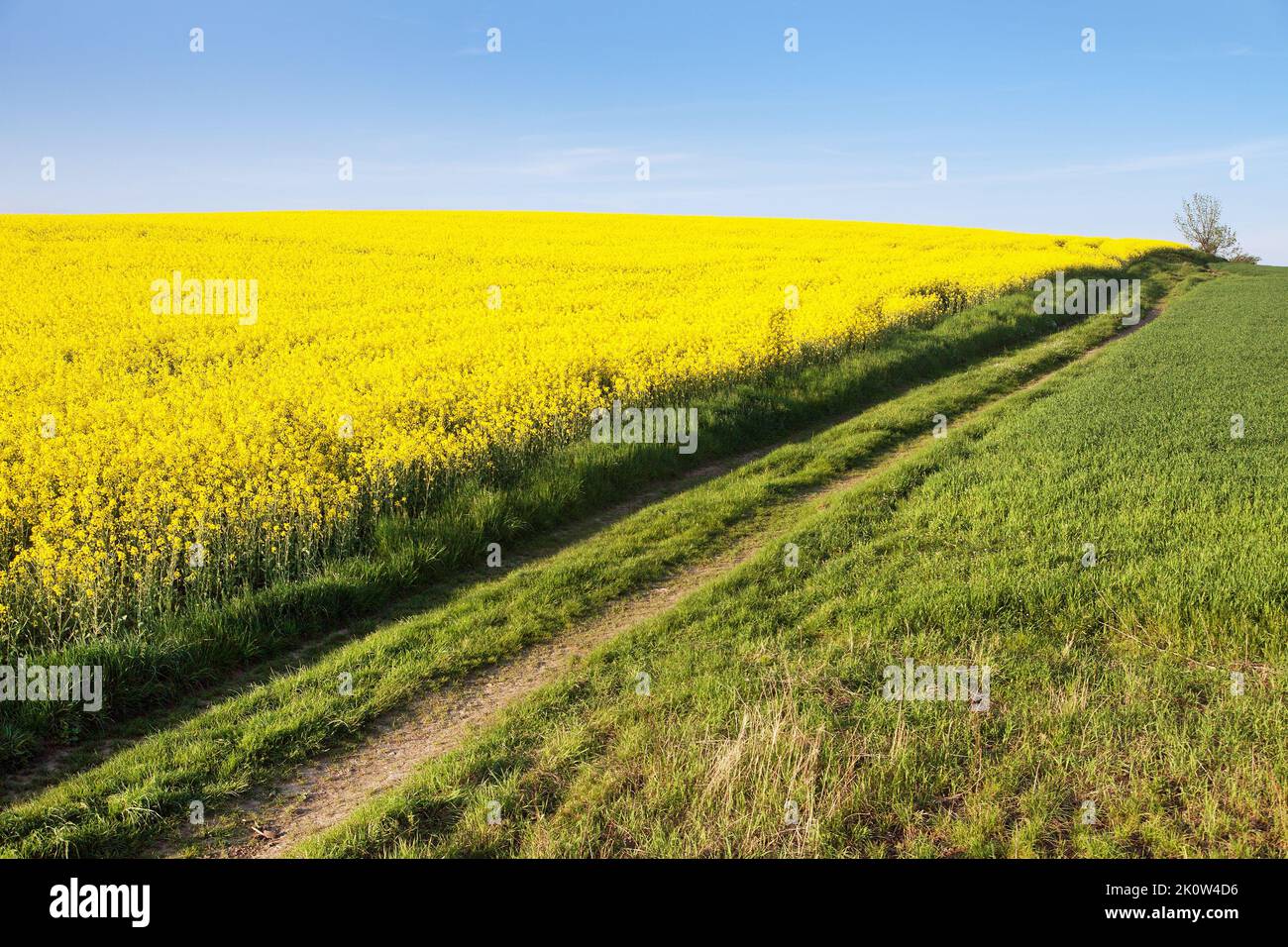 springtime landscape with golden flowering field of rapeseed, canola or colza in latin brassica napus and green field of cereal, rape seed is plant fo Stock Photo