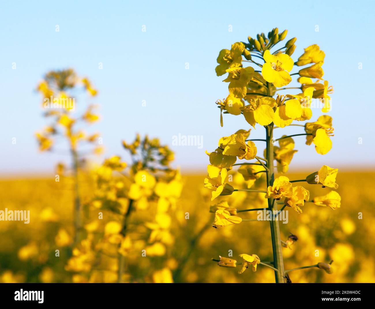 detail of flowering rapeseed field, canola or colza in latin Brassica Napus, plant for green energy and oil industry, rape seed on blue sky background Stock Photo