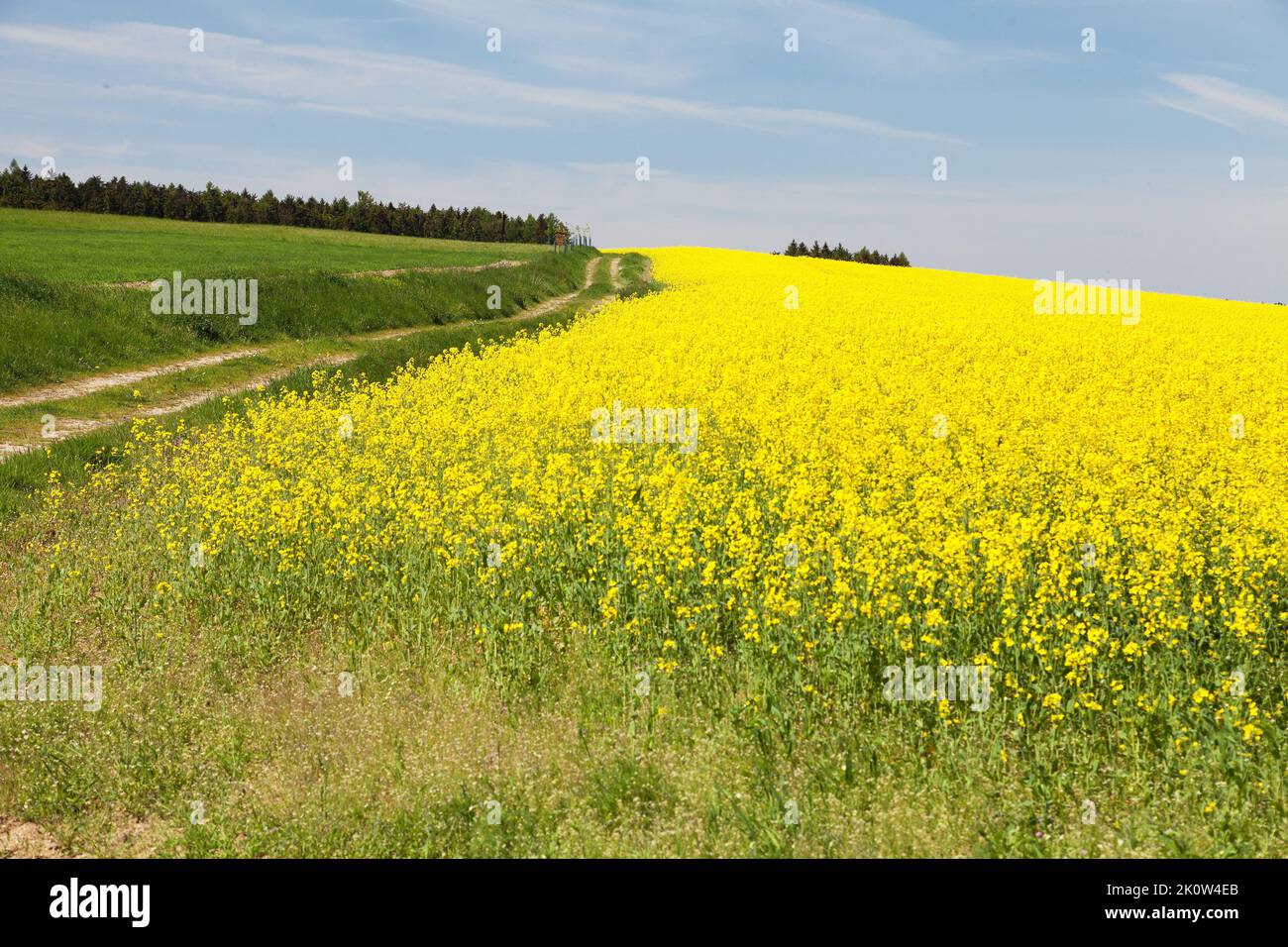 Field of rapeseed, canola or colza, in latin brassica napus with rural road and clear blue sky - rape seed is plant for green energy and green industr Stock Photo