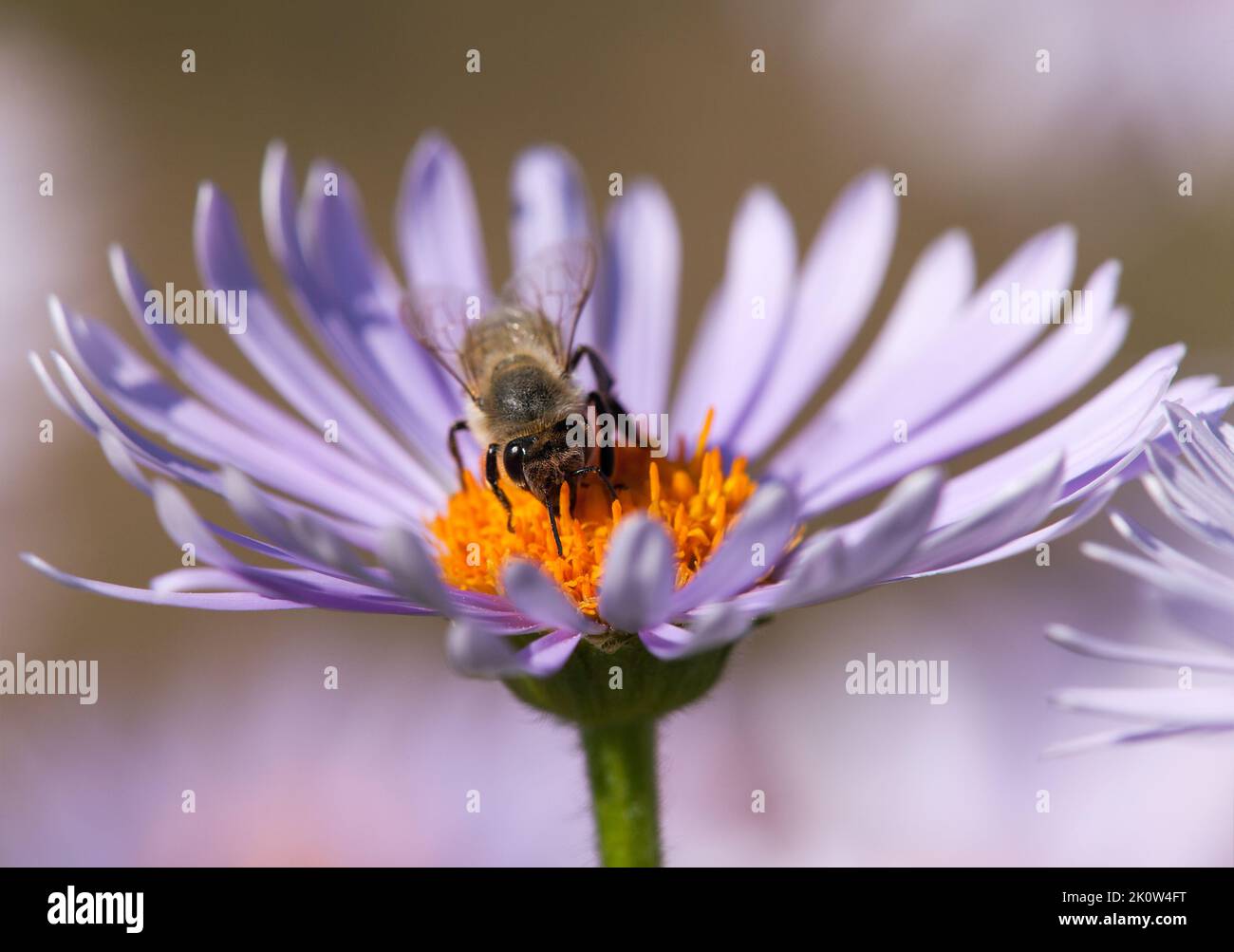 detail of bee or honeybee in Latin Apis Mellifera, european or western honey bee sitting on the yellow violet or blue flower Stock Photo