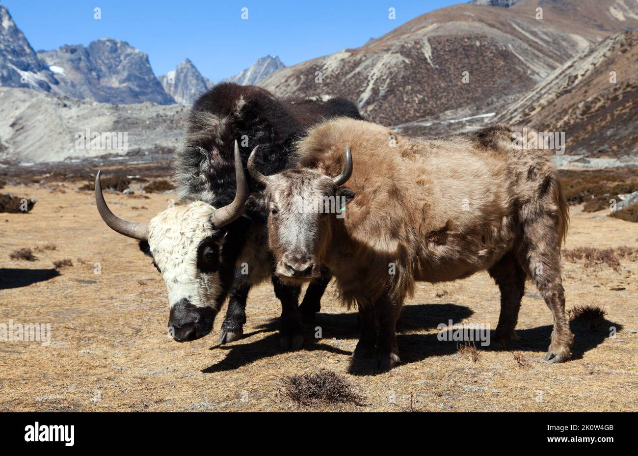 group of two yaks, bos grunniens or bos mutus, on the way to Everest base camp, Nepal Himalayas mountains Stock Photo