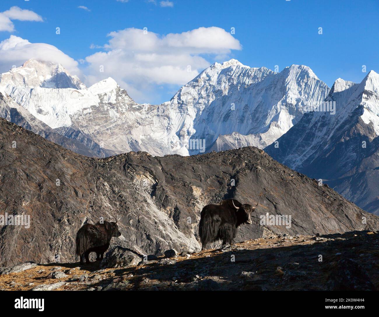 yak, group of two yaks on the way to Everest base camp, Nepal Himalayas yak is farm an d caravan animal in Nepal and Tibet Stock Photo