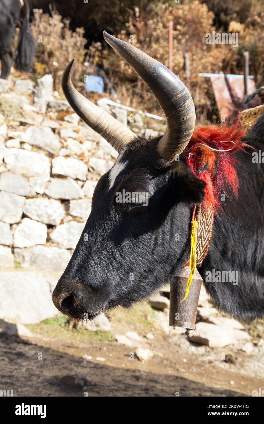head of Black yak, bos grunniens or bos mutus, on the way to Everest base camp - Nepal himalayas mountains Stock Photo