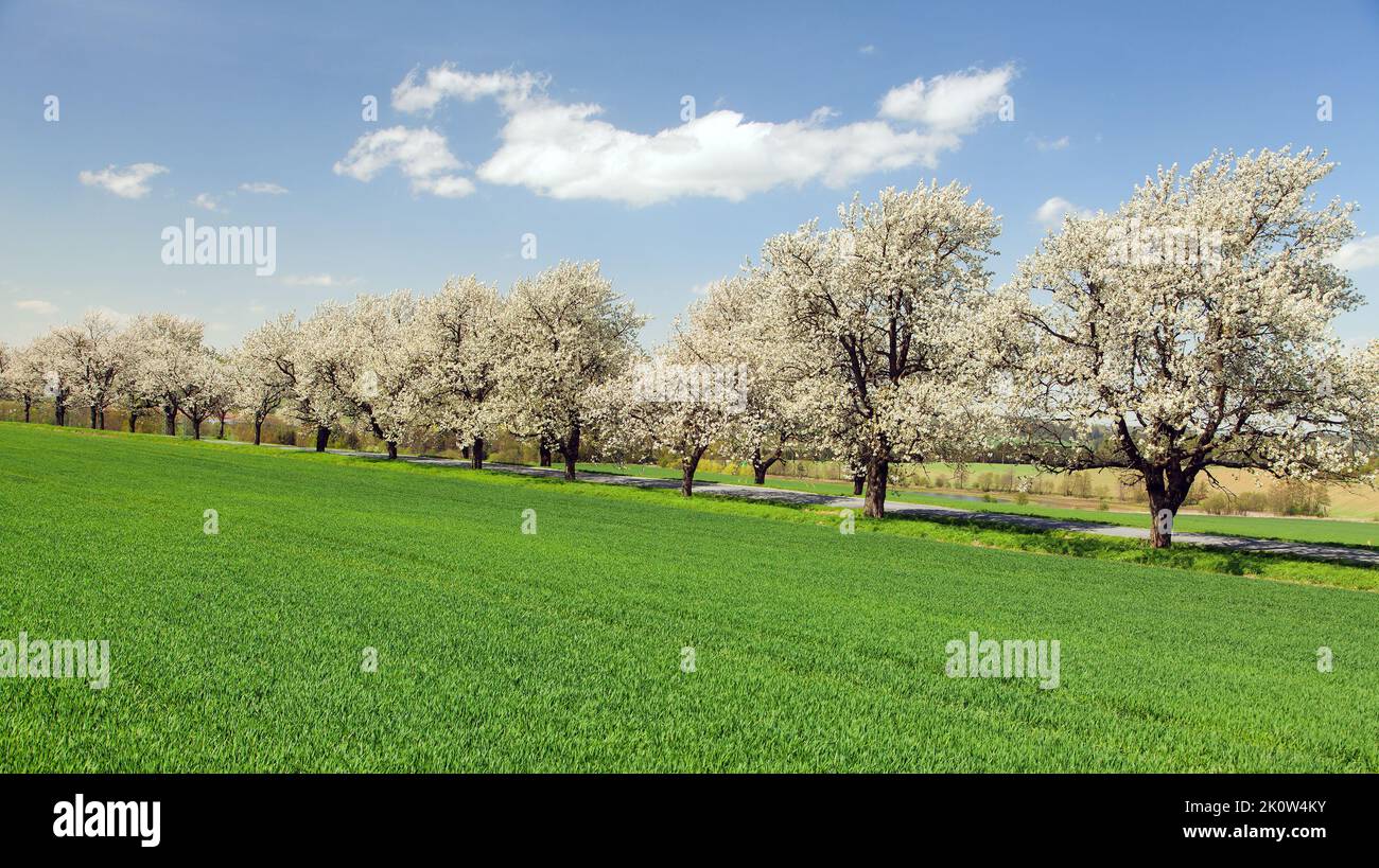 alley of cherry trees white flowering beautiful view Stock Photo