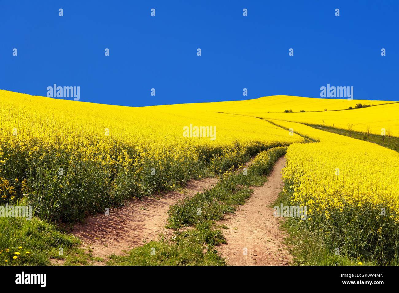 Field of rapeseed, canola or colza in Latin Brassica napus with rural road and beautiful cloud, rapeseed is plant for green energy and green industry, Stock Photo