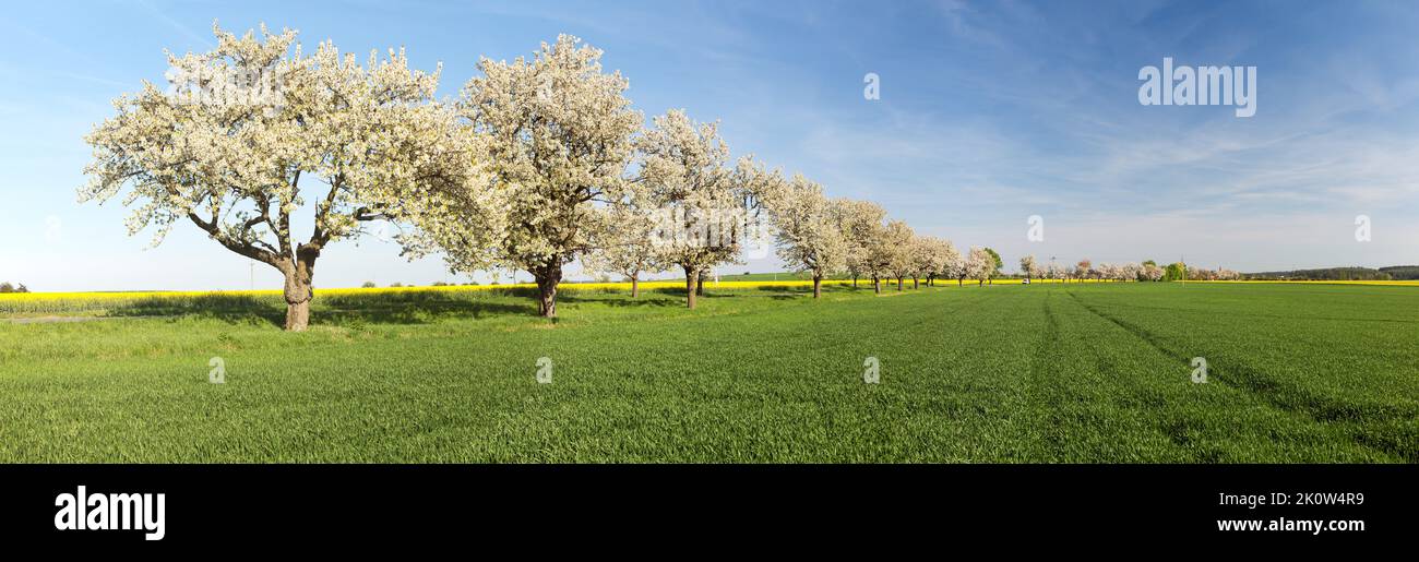 Cherry trees alley of beautiful flowering tree and road Stock Photo