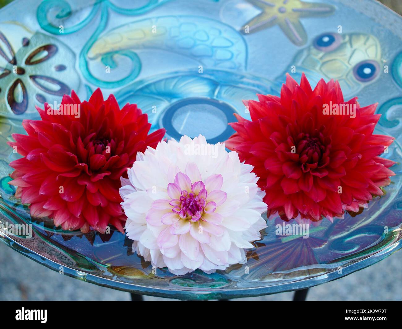 Red Dahlia in Pacific Northwest Garden Stock Photo - Alamy