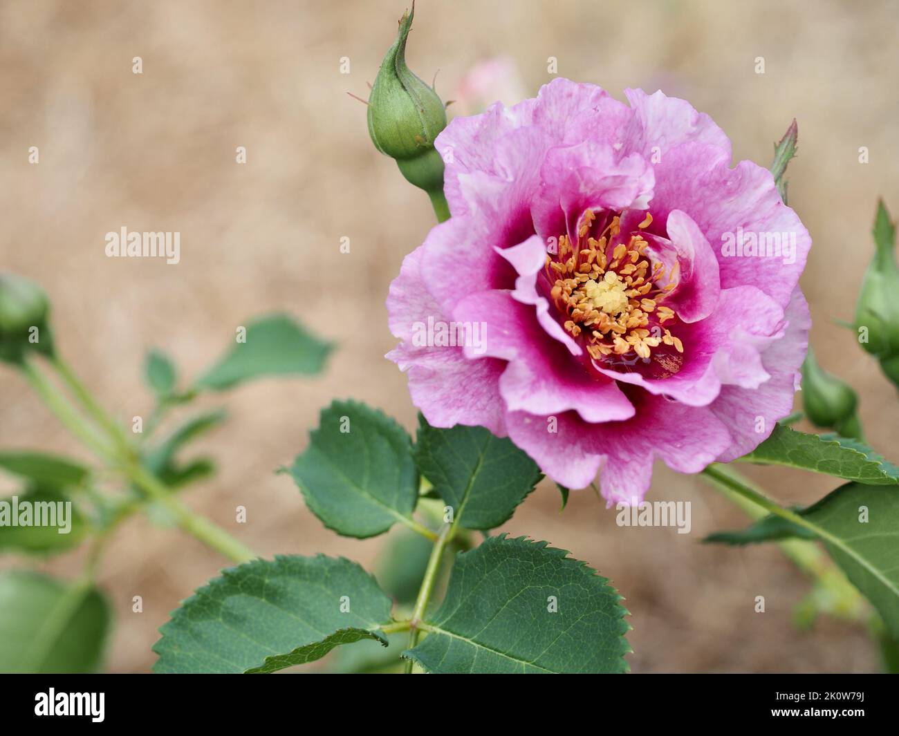 Eyeconic plum lemonade rose in Pacific Northwest Garden Stock Photo